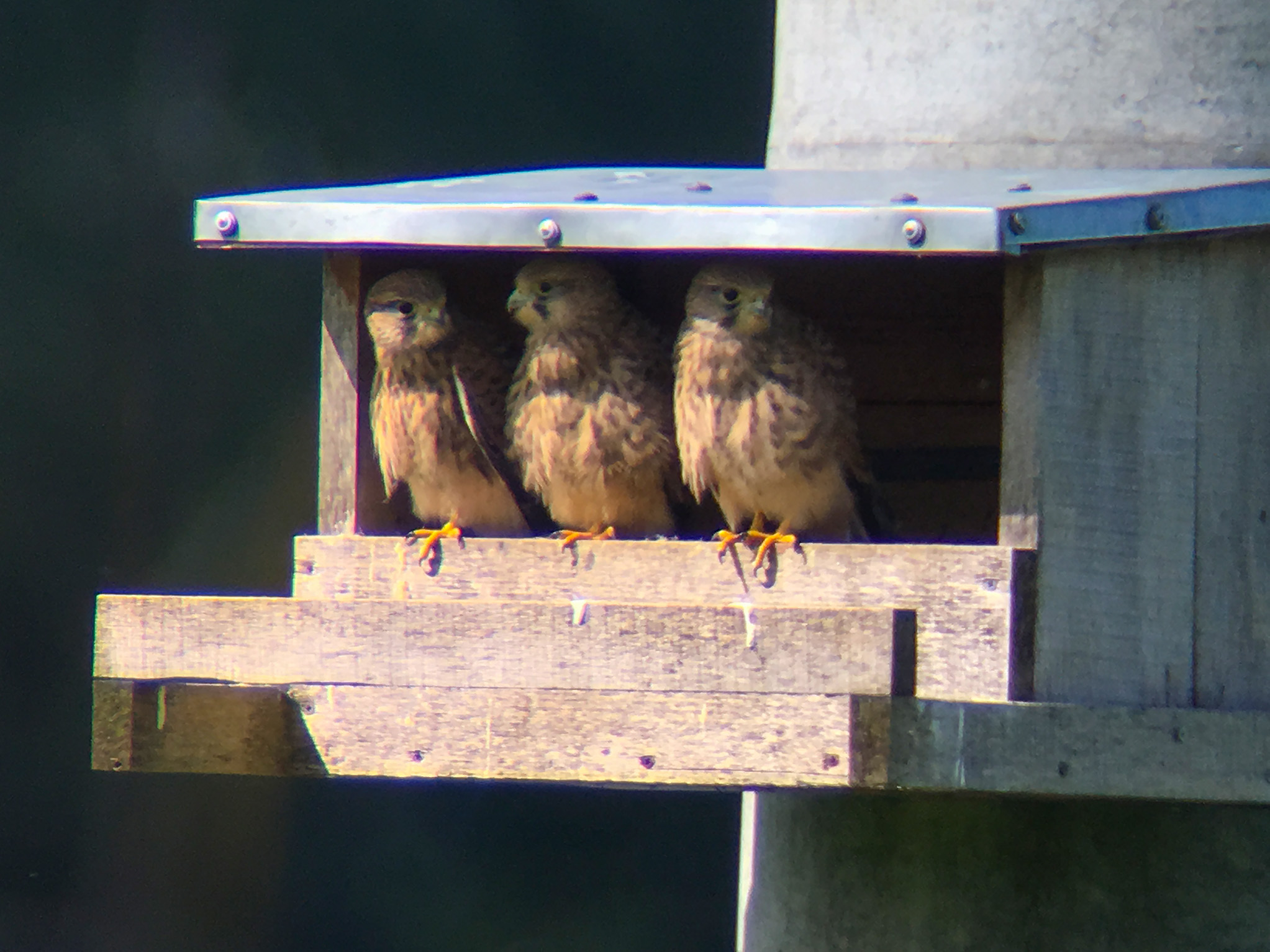 Monitoring of the Common Kestrels nests 